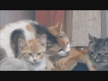 朝起きたら外で母猫が子猫をグルーミングしまくってた