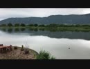 池の生き物を探して観察してみた。