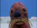 ピングーがミュージックビデオを作ったそうです