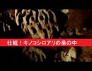 壮観！キノコシロアリの巣の中