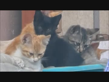 野良母猫が子猫達を置き去りwww