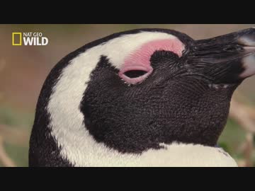南アフリカのフレンズ「海流の衝突する岬」