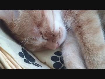 拾いねこ＠生後2540/2507日目　窓際のアコツキさん。