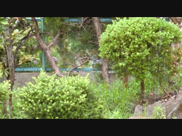 雨の降る音【作業用BGM】