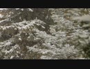 Pexels Videos 1872024　仁部聡和