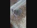 新素材投入！