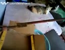 [実況]  うちの7匹の猫たちを紹介！（無類の猫好き）その1