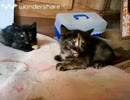 [実況]  うちの7匹の猫たちを紹介！（無類の猫好き）その2