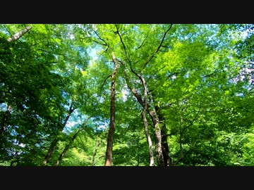 東北ずん子とgungunGUNMA釣り修行#8「梅雨前の新緑渓流」