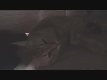 ＃102　まだ寒い？タタルさん