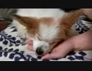 飼い主の手をあご枕にするワンコ（パピヨン）