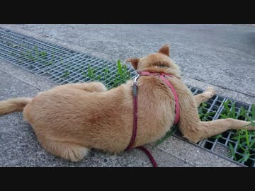 一心不乱に草を食む