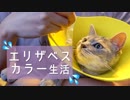 【モアクリ】 クリエのエリザベスカラー生活