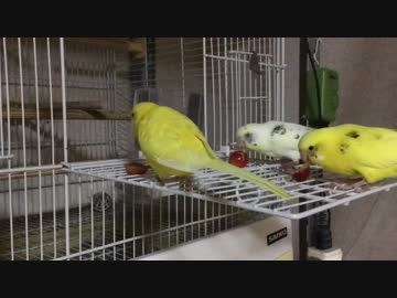 初めてのさくらんぼ