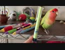 pen's please!!　インコトツカに栄光あれ