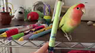 pen's please!!　インコトツカに栄光あれ