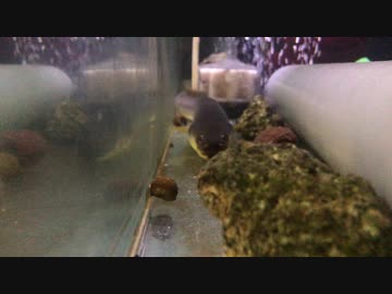 ウナギ