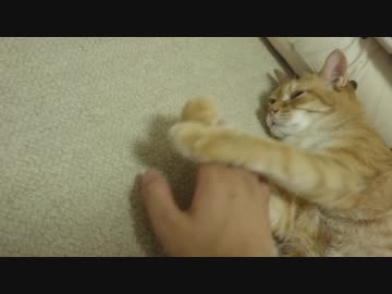 拾いねこ＠生後2542/2509日目　今日は匠さんの部屋で。