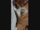 モクローさん転がされる