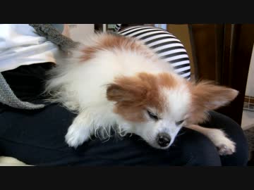 飼い主のひざ枕でまったりするワンコ（パピヨン）4