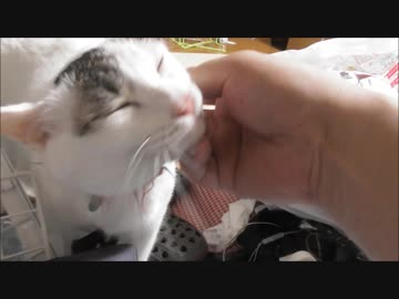 プリウスとほぼ同性能のエンジンを搭載してる猫（ニャリウス）