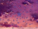 I wanna withering morning glory -アサガオの散る頃に-【撃破】