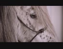 Devendra Banhart - Kantori Ongaku