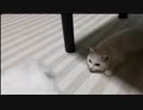 インスタント白猫