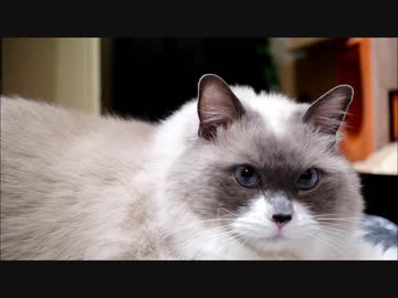 きょうこそひかりのそくどをこえるのにゃー！