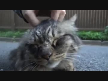 猫がたぬきで、たぬきが猫で