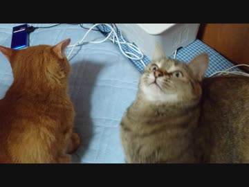 拾いねこ＠生後2543/2510日目　昨日からアコさんのご機嫌が悪い？