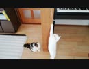 大暴走する猫