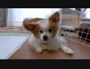 地べたにべったりしながらまったりするワンコ（パピヨン）4