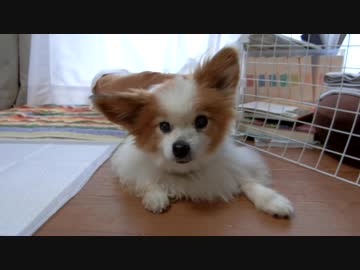 地べたにべったりしながらまったりするワンコ（パピヨン）4