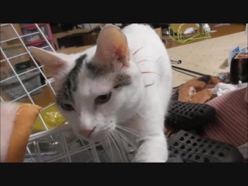 やたらそこらへんコスコスしたい猫