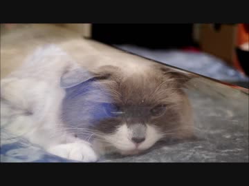 おサカナがすきにゃ　ビニールがすきにゃ　イカもすきにゃ？