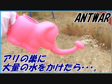 野生のアリの巣に大量の水をかけて水没させてみた。