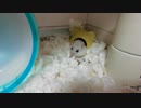 まとんさんの日常　１