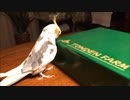箱を叩くオカメインコ