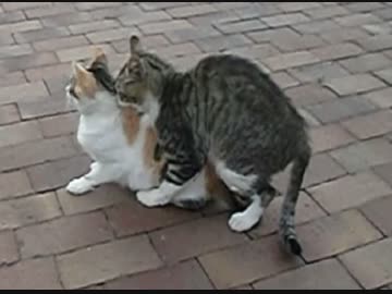 【ご視聴注意】ニャンコのお見合い奮闘記