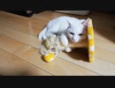 白猫の柔道家