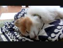 けだるげなワンコ（パピヨン）3