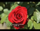誕生日に贈る言葉～6月24日生まれの意志の強いあなたに－聴きものがたり