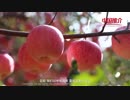 China Recommendation-Neiqiu
