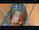ネコバッグ【実家に帰省すると汚い猫がいた】