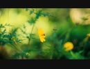 Pexels Videos 2048452　増田勝紀