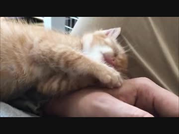 ミニ茶トラ子猫、電池切れでお昼寝をする