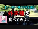 【外来種】ブルーギルを食べてみた【ソータローさんコラボ企画】