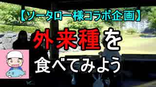 【外来種】ブルーギルを食べてみた【ソータローさんコラボ企画】