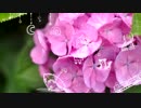 【輝緋】 紫陽花が咲く頃に、君と恋をする 【歌ってみた】